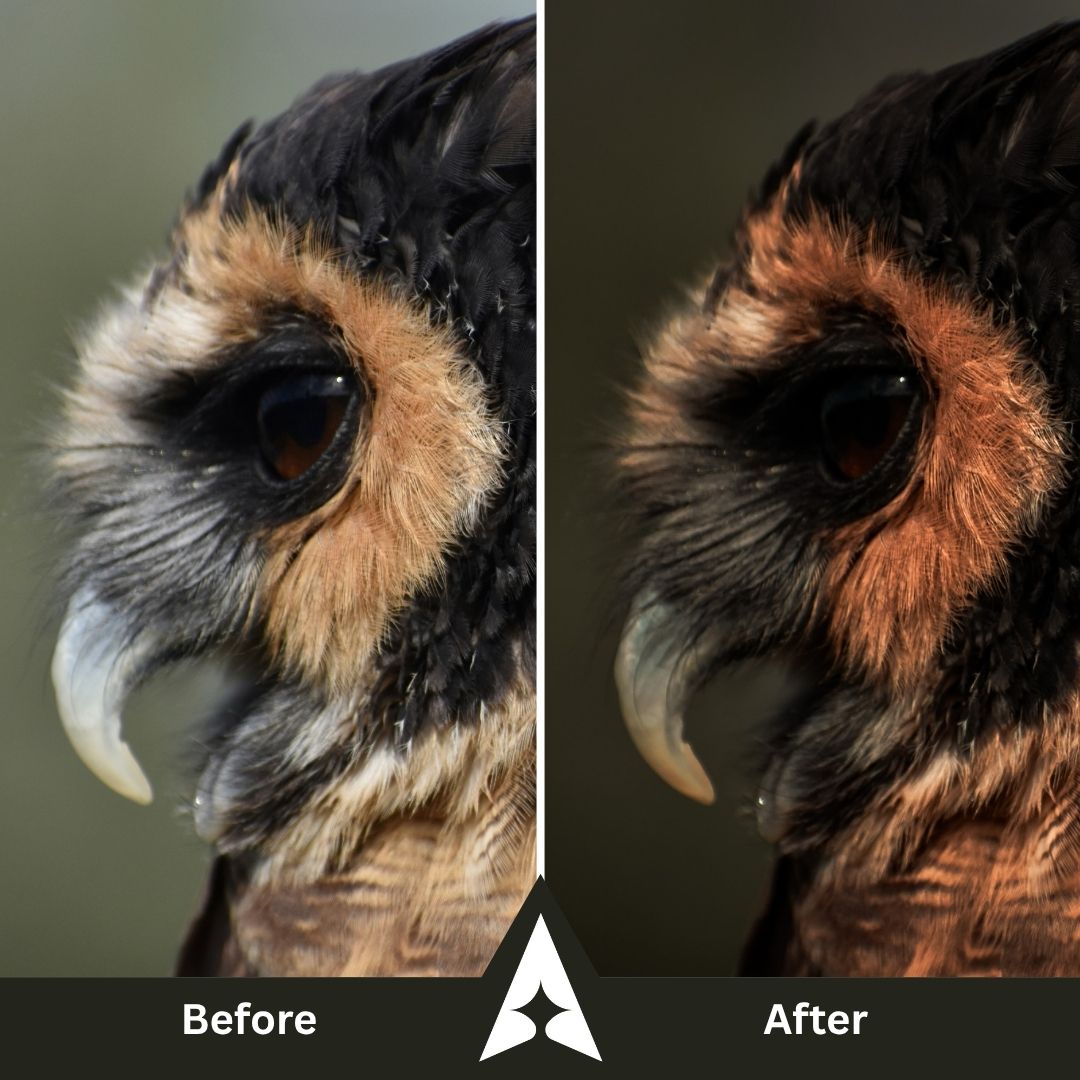 Moody Woods Collection