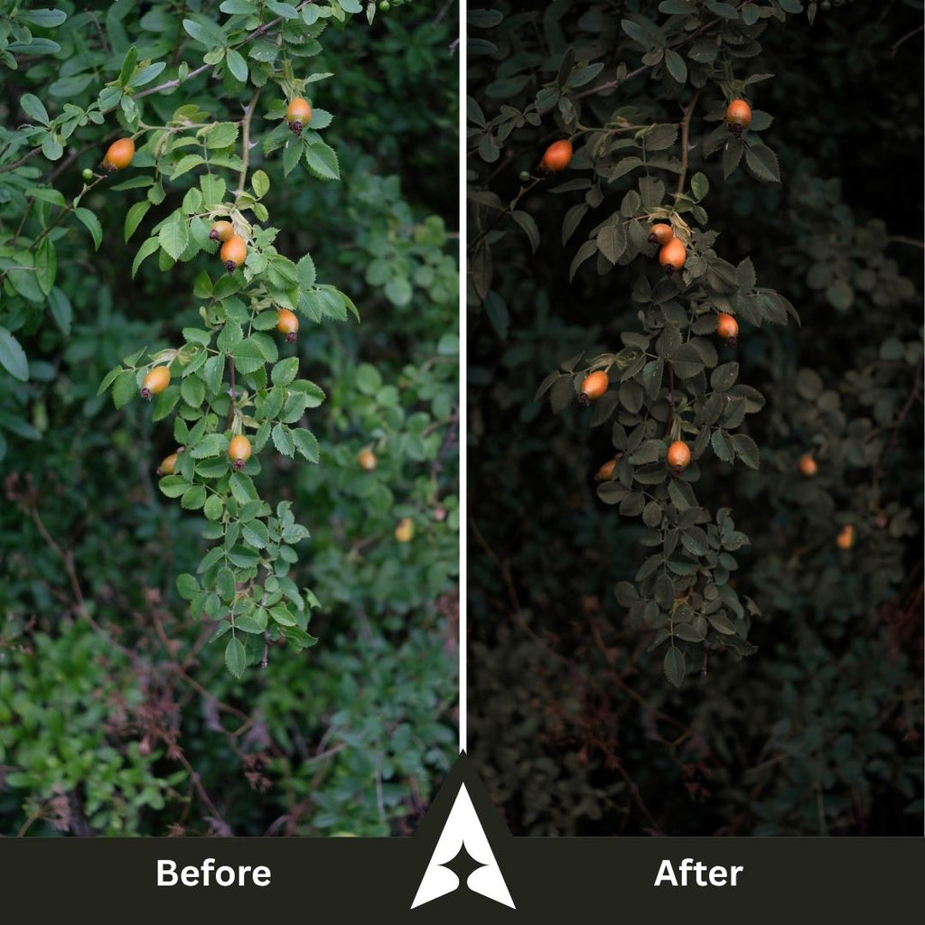 Moody Woods Collection